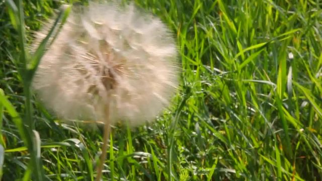 Parachute seed salsify in evening light