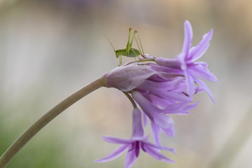 Grashüpfer auf dem Sprung ins Leben