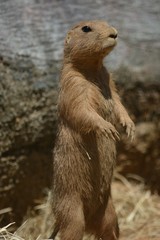 I only look like a statue.