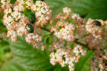 Inflorescence of Rogersia.