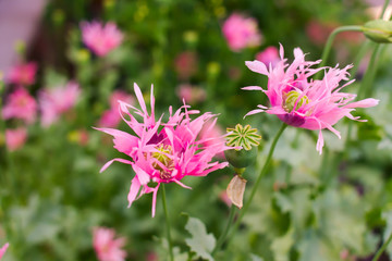 Obraz premium Lilac poppies with cut leaves.
