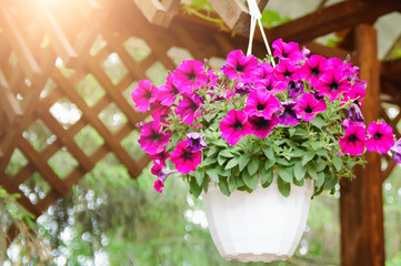 Decorative pink flowers Petunia, decoration in the gazebo.