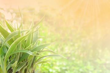 Spider plant with morning light and green bokeh background. (Chlorophytum comosum)