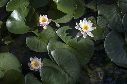 the nymphaea virginalis in the backlight at sunset in the botanical garden