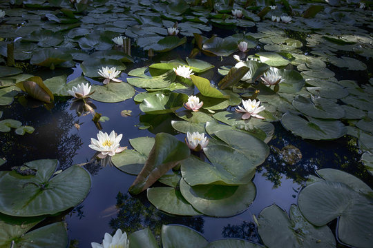 the nymphaea virginalis in the backlight at sunset in the botanical garden