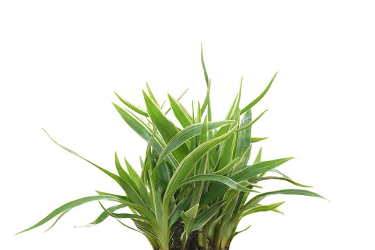 Spider Plant Isolated On White Background. (Chlorophytum Comosum)