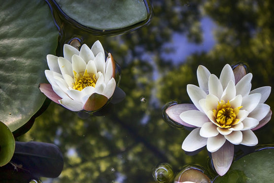 Fototapeta the nymphaea virginalis in the backlight at sunset in the botanical garden