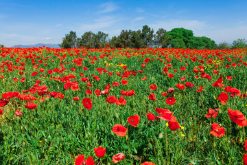 Field of red poppies in Girona, Catalonia, Spain near of Barcelona. Scenic nature landscape in sunny bright day. Famous tourist destination in Costa Brava