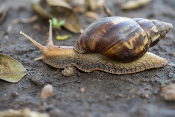 snail