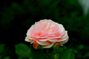 A tea-hybrid rose.