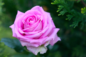 A tea-hybrid rose.