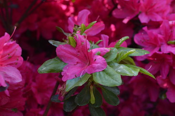 Vibrant Azalea