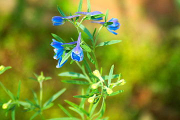 Blue wildflowers.