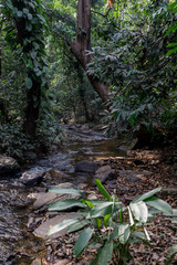 jungle stream