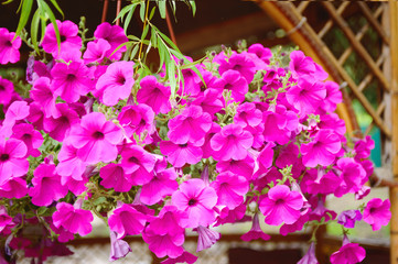 Decorative pink flowers Petunia. Close-up.
