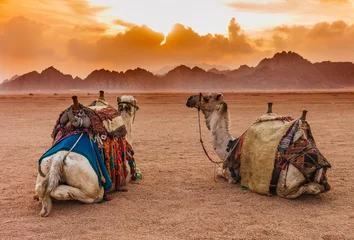 Foto op Plexiglas Twee kamelen zijn in de Sinaï-woestijn, Sharm el Sheikh, Sinaï-schiereiland, Egypte. Oranje prachtige zonsondergang boven de bergen © oleg_p_100