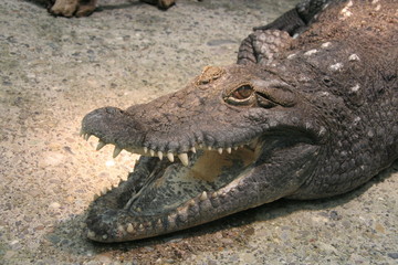 Crocodile Close Up