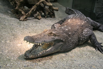 Crocodile