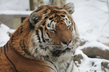 Tiger with Closed Eyes