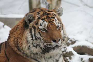 Tiger in the Snow