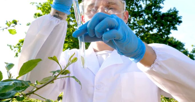 A young handsome (male) biologist or agronomist, takes analyzes of moisture leaves, dna, pipette, in a white coat, goggles, blue rubber gloves, walks across the apple tree.