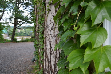 Ivy Growing Up a Wall