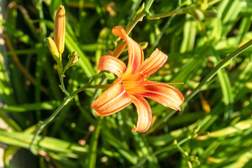 Obraz premium Beautiful Colorful Flower