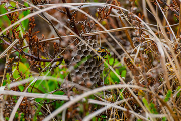 wasp Nest on meadow