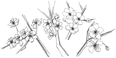 Sakura wildflower in a vector style isolated. Full name of the plant: sakura. Vector flower for background, texture, wrapper pattern, frame or border.