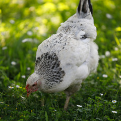 A chicken is fed on grass