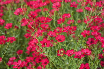 Obraz na płótnie Canvas Romantic red blossom plant field background