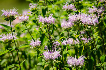 Pink Bee Balm in the cutting garden at a small farm