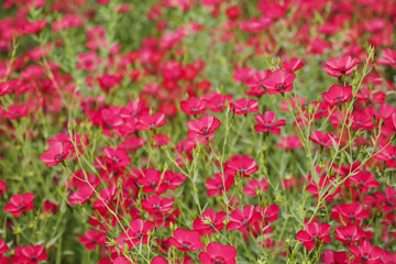 Obraz na płótnie Canvas Romantic red blossom plant field background