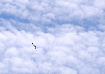 Isolated shot of seagull surrounded by fluffy clouds