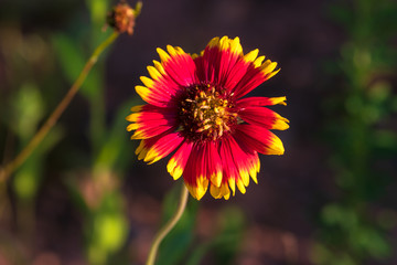 Beautiful Flowers