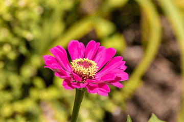 Obraz premium Beautiful Flowers