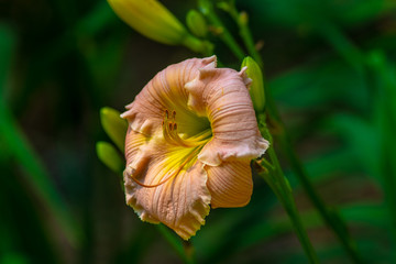 Beautiful Flowers