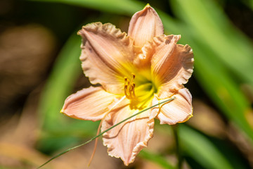 Fototapeta premium Beautiful Flowers