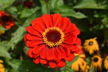 Orange Tropical Flower