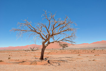 Dead Vlei in Naukluft National Park, Namibia, taken in January 2018