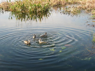 Ducks Making Ripples