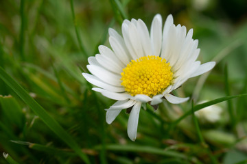 Obraz premium Close up view of a little white daisy flower