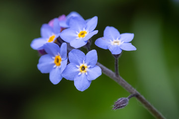 Obraz premium Myosotis scorpioides which is also called Forget Me Not