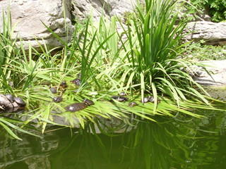 Turtles on the Water's Edge