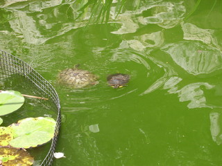 Swimming Turtles
