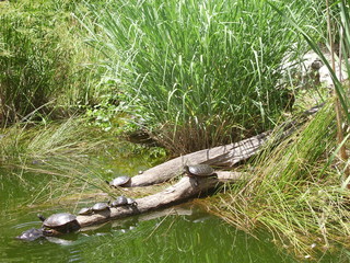 Turtles in the Marsh