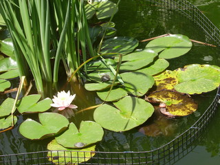 Turtles and Lilypads