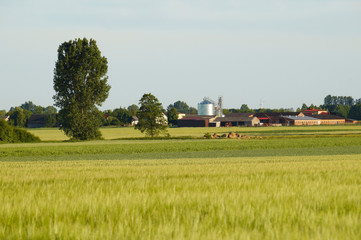 Rural landscape in the background view of the buildings.