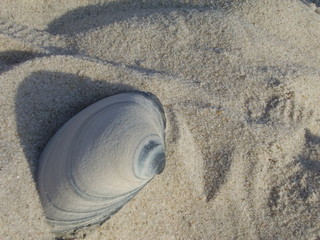 Lone Seashell