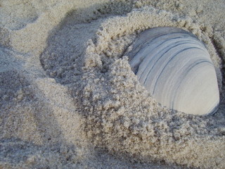 Buried Seashell
